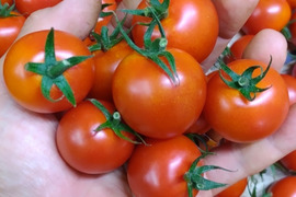 【はしりの5箱】まだ甘みは薄いです。赤熟もぎミニトマト『サマー千果』1kg＋わけあり大玉つき