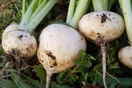 畑の多様性を大切にする 耕さない草ともにある畑から、野菜をお届け   自然農の畑から、不耕起草生、種とり、農薬肥料不使用