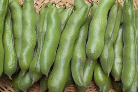 【野菜たち】自然農の畑から、不耕起草生　草とともに台地の畑で２6年の積み重ね、種とり、農薬肥料不使用）
