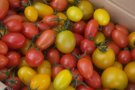 【 100％純トマト🍅】【雪ちゃんトマト】1500gバラ詰め中玉トマトとミニトマト