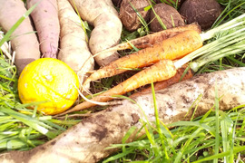 畑の多様性を大切にする畑からの野菜　プラマルチなし　【お野菜のセット2倍量】不耕起草生　(種とり、農薬肥料不使用）