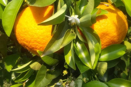 春の柑橘♪　完熟紅甘夏　サイズ混合9kg（ご家庭用）