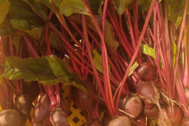 栽培期間中農薬、化学肥料不使用ビーツ1キロ