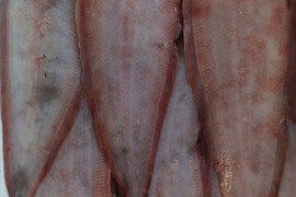 赤舌ビラメ　　約2㎏入り