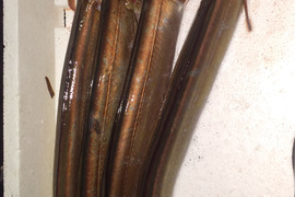 天然　鱧【はも】2.5㎏前後入