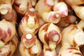 【40%割引中】高知県産ハウスの新生姜 1kg 【クール便】
