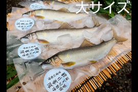 プレゼント有り！天然鮎20cm以上！1.5kg 全国利き鮎会準グランプリ！海部川産 −60℃急速凍結