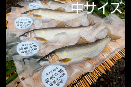 プレゼント有り！天然鮎！16cm以上！600g全国利き鮎会準グランプリ！海部川産−60℃急速凍結