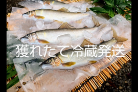 プレゼント有り！新鮮冷蔵！天然鮎16cm以上！ 1kg全国利き鮎会準グランプリ！海部川産