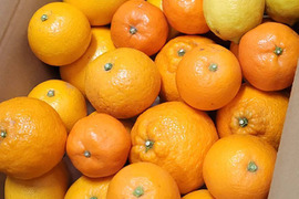 【柑橘食べ比べ】詰め合わせ6種　詰め合わせ5kg(箱込)80