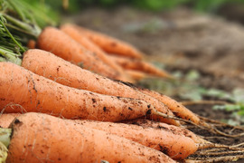 鹿児島県産　サイズ色々ニンジン　1kg