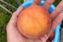 歯ごたえカリカリの桃！　長野県産　早生ワッサー　約3kg（9～12個）