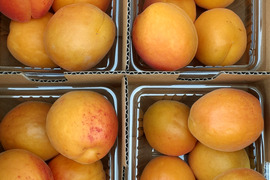 CocoRo♡farm 新鮮な杏（ハーコット）5kg（2kg〜承ります） ハーコットの通販｜あんず｜食べチョク｜産地直送(産直)お