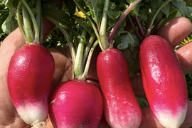 【新鮮！】野菜サラダセットと春の野菜たち （標準サイズ）