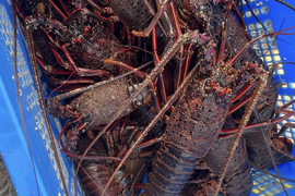 宮城県三陸産　氷締め冷凍品　イセエビ　小サイズ　1kg（1kgあたり6〜8尾入り前後）