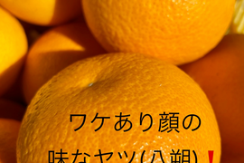 甘味全面、酸味程々、苦味控えめ和歌山八朔　L中心に3L~M混載約5kg