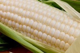 朝採り 白い とうもろこし🌽 長野県 軽井沢 町産高原野菜 雪の妖精 新鮮 とうもろこし 10本 セット