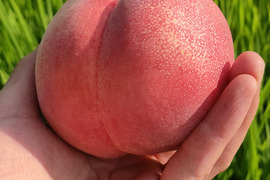【お中元】【夏ギフト】【８月上旬発送】甘くてジューシーな長野県産　川中島白鳳　３kg（８～９玉）