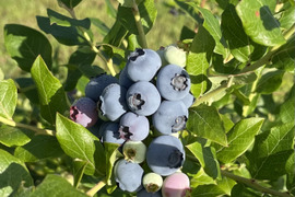 長野県のブルーベリーで産地直送の商品｜食べチョク｜産地直送