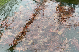 伊勢海老　生きたまま