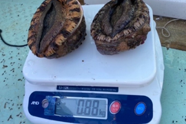 黒アワビ　大サイズ