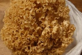 ハナビラタケの通販｜きのこ｜食べチョク｜産地直送(産直)お