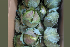 小さい寒玉キャベツ14キロ入り