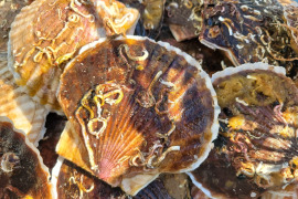 北海道産　旬のホタテ8kg