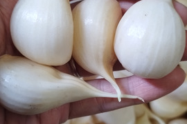 【使い切りやすい】小さめジャンボニンニク　約1.5kg