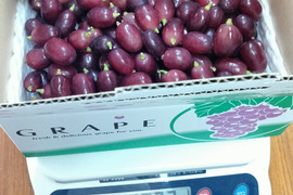 【シーズン終盤】　お買い得　クイーンセブン　種なし皮ごと　粒販売　1キロ　※そろそろ最終受注