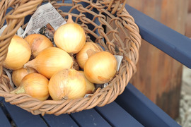 北杜市八ヶ岳南麓産！農薬化学肥料不使用の玉ねぎ【3キロ】