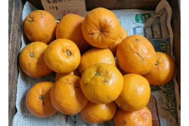 希少価値【3月～】越冬完熟！希少 高しょう系ポンカン