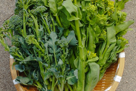 売れ筋介護用品も！ 春のオススメ☆花菜類セット(茎ブロッコリーと菜の花のセット 野菜