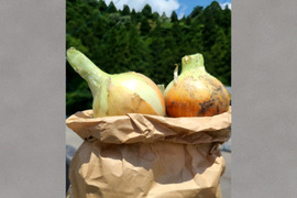 【能登の里山が育んだ】玉ねぎ2kg［栽培期間中、農薬・化学肥料不使用］