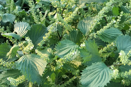【朝どれ】
江戸時代から400年続く17代目農家が育てた
訳ありきゅうり🥒と紫蘇の実(穂茎)