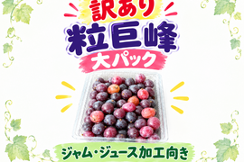 🍇ジャム•ジュース加工向き/巨峰粒訳アリ🍇【🉐大パック約1.4㌔位】