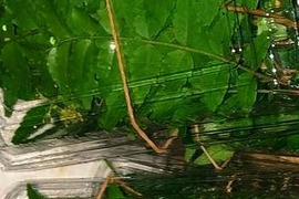 山椒の葉
