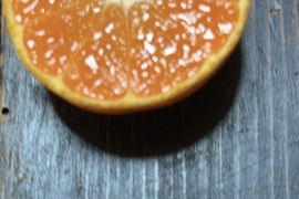 【早生アソート】見た目はあまり良くないけれど甘酸っぱい早生みかん2キロ【農薬不使用】