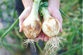 【極甘ジューシー】淡路島 春の新玉ねぎ 2kg箱 約6～8個入