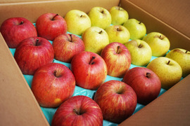 【家庭用】青森りんご2品種食べ比べ🍎🍏王道のふじ王林セット5kg 低農薬で安心！