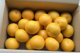 紀の川　八朔　小玉Sサイズ５kg（箱込み）格安！　おいしさは一緒！