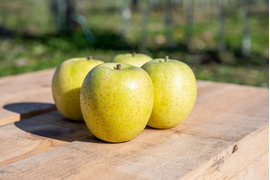 【先行予約・11月上旬収穫】王林 青りんごの代表格 家庭用 5kg (12〜24個)