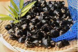 【鮮度抜群】宍道湖産ヤマトシジミ・活きしじみ5kg（お任せサイズ）