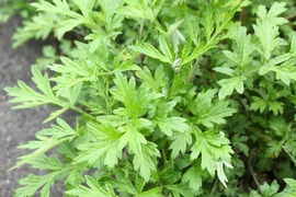 【よもぎ蒸し☆女性の美と健康・妊活・温活】よもぎパック25g×10p(栽培期間農薬不使用☆山口県産100%)