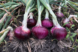 甘い!!!瑞々しい新紫玉ねぎ大(無農薬)約5kg