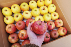 【家庭用】青森りんご小玉サイズ🍎🍏2種類4kg 低農薬で安心！