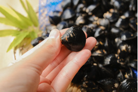 【夏ギフト】【今が旬！】宍道湖産ヤマトシジミ”感謝シジミ”（特大サイズ・冷凍2kg）熨斗対応可