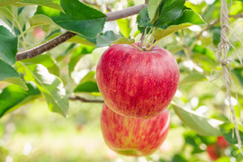 低農薬で皮ごとおいしい【旬の葉とらずりんご】3kg送ります！　品種おまかせ🍎