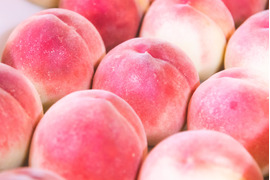 【予約販売】山梨桃専業農家が暑い夏を届けます!　真夏桃　3kg