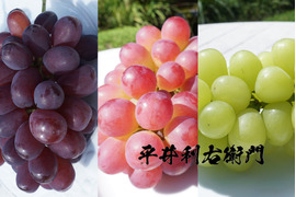もうすぐ終了予定！【値引き中！総重量1.6kg以上！】平井利右衛門の黒赤青ぶどう（富士の輝、コトピー、マスカサーティーン/各1～2房）